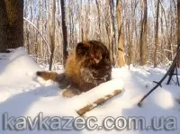 кучето грижа