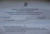 дегу ушите