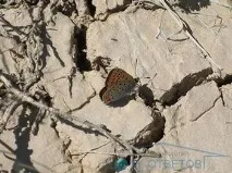 Проблеми опустелювання земель Що відбувається і як вирішуються - відповіді та поради на опустелювання