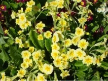 Примулу реально виростити з насіння Купила пакетик, Примула купила