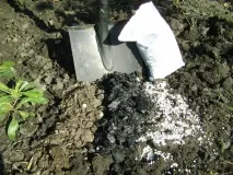 цибулі