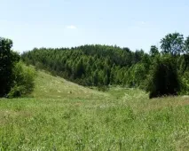 тварини