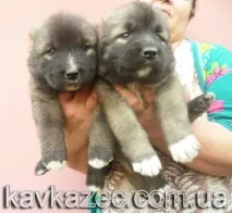 лапите грижа