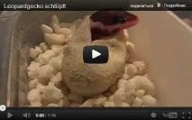 леопардови гекони леопардови гекони