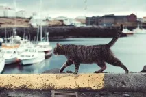 котките свободно