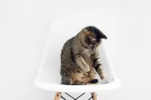 правят котките