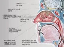 тумори носа