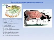Розташування передшлунків та сичуга у корови - Презентація 105669-3 передшлунків