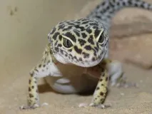 приятелски любимец