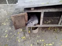 стабилност дадоха