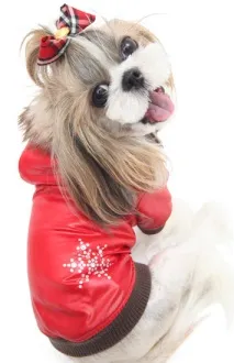 puppy angel