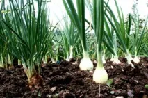 Ріпчаста цибуля лікує 15 недуг недуг