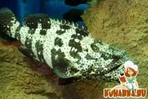 Рецепт Групер у китайському стилі з гарячим бобовим салатом китайському