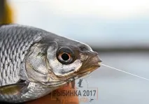 отдих отдих Брейтово