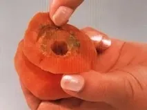 моркови широкия край