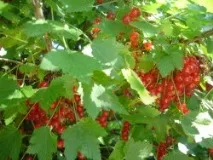 плодове плодове
