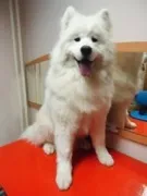 Салон краси для вашого вихованця в Новокузнецьку вашого