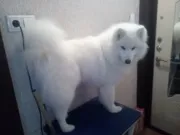 Салон краси для вашого вихованця в Новокузнецьку салон