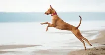 света куче