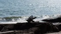 остров куок