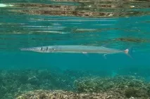 сарган сарган