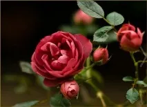 засаждане рози