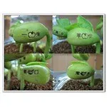 seeds beans