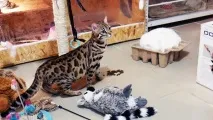 Сила Пікабу, допоможи! пікабу