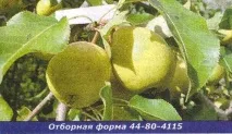 развъждане круши