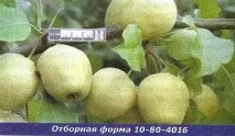 сибирски алтай