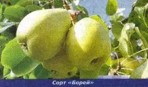градини развъждане
