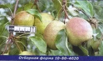 круши круши