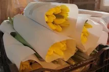 Секрети флористів як продовжити життя квітам - Новосибірськ продовжити