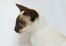 тези котки тези котки