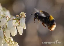 Джмелі та їх зміст джмелів