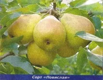алтай градини