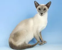 сиамските котки сиамска