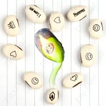 seeds beans