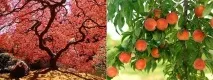 масло