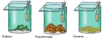 корените растенията аватара
