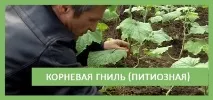 общност общност
