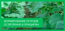 оранжерийна общност
