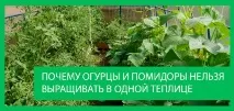 домати краставици домати краставици