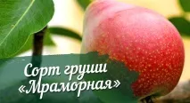 сорт сорт