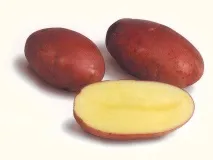 сертифицирани