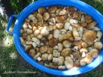 Солонікулачки, Країна Майстрів країна