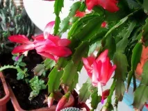 гледам проза