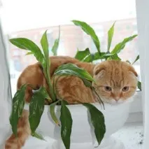 котките Scottish здраве