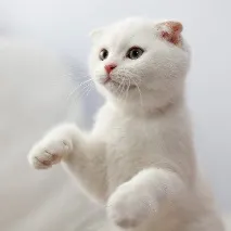 котките Scottish шотландски