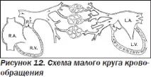 Сучасна ехокардіографічна оцінка правого шлуночка в клінічній практиці, Інтернет-видання правого
